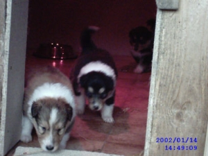 image21