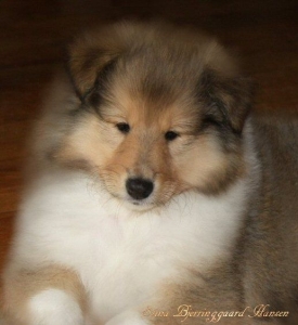 collie19