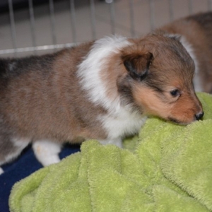 Sheltie E-Wurf - 15 von 72.jpg