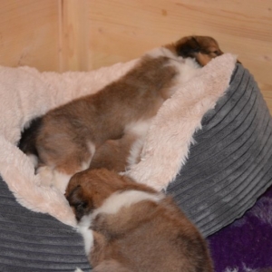 Sheltie E-Wurf - 33 von 72.jpg