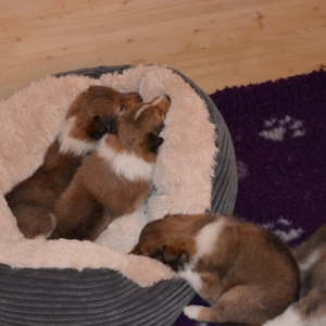 Sheltie E-Wurf - 34 von 72.jpg