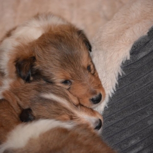 Sheltie E-Wurf - 35 von 72.jpg