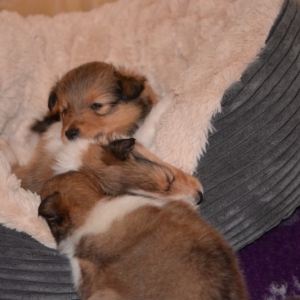 Sheltie E-Wurf - 36 von 72.jpg
