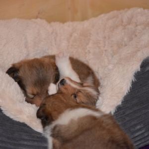 Sheltie E-Wurf - 39 von 72.jpg