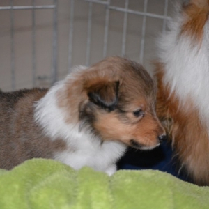 Sheltie E-Wurf - 4 von 72.jpg