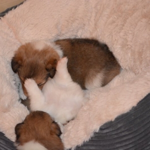 Sheltie E-Wurf - 41 von 72.jpg