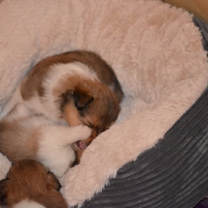 Sheltie E-Wurf - 42 von 72.jpg