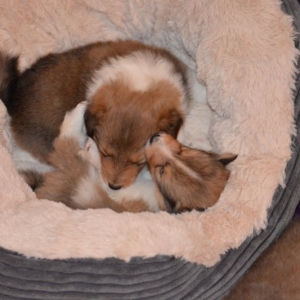 Sheltie E-Wurf - 44 von 72.jpg