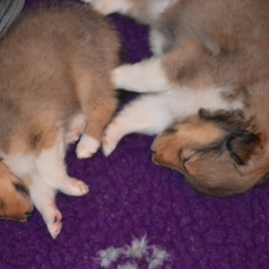 Sheltie E-Wurf - 46 von 72.jpg