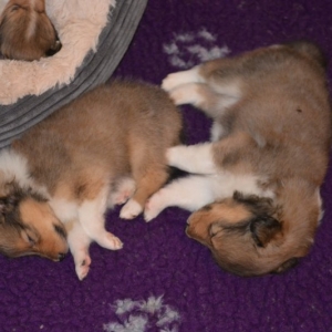 Sheltie E-Wurf - 48 von 72.jpg
