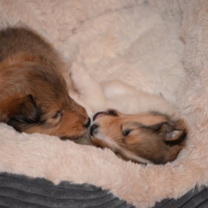 Sheltie E-Wurf - 49 von 72.jpg