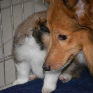 Sheltie E-Wurf - 5 von 72.jpg