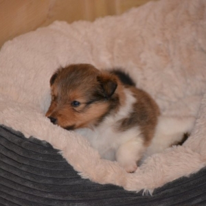 Sheltie E-Wurf - 50 von 72.jpg
