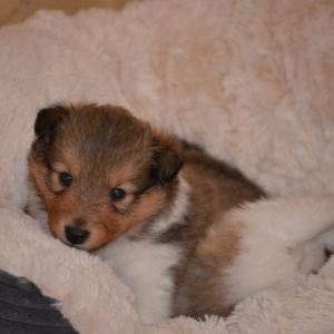 Sheltie E-Wurf - 51 von 72.jpg