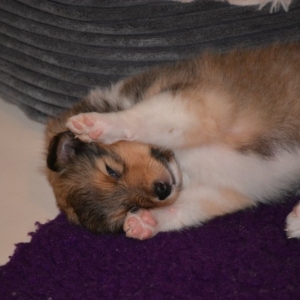 Sheltie E-Wurf - 52 von 72.jpg