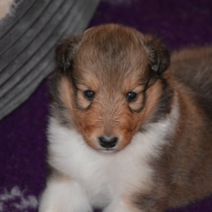 Sheltie E-Wurf - 58 von 72.jpg