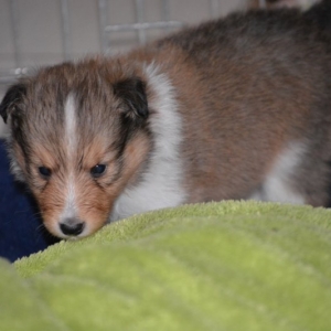 Sheltie E-Wurf - 6 von 72.jpg