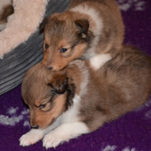 Sheltie E-Wurf - 62 von 72.jpg