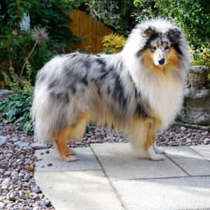Lennox3