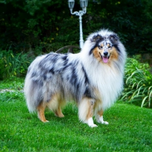 Lennox6