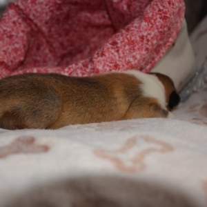 DSC_0923.JPG