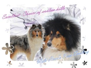 Unser Collie Wurf