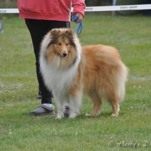 12048846_10207687245122460_696161335_n