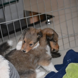 Sheltie E-Wurf - 10 von 72.jpg