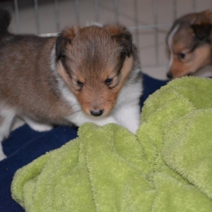 Sheltie E-Wurf - 14 von 72.jpg