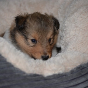 Sheltie E-Wurf - 16 von 72.jpg