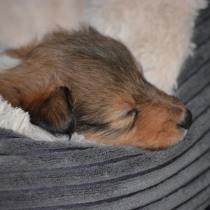 Sheltie E-Wurf - 20 von 72.jpg