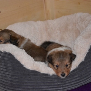 Sheltie E-Wurf - 24 von 72.jpg