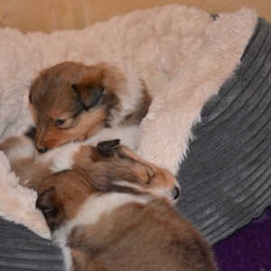 Sheltie E-Wurf - 37 von 72.jpg