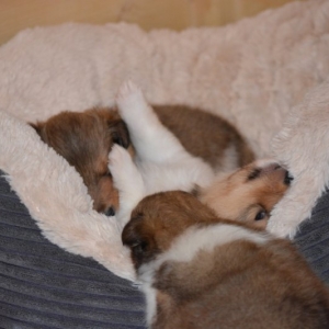 Sheltie E-Wurf - 38 von 72.jpg