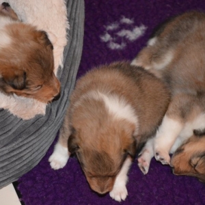 Sheltie E-Wurf - 43 von 72.jpg