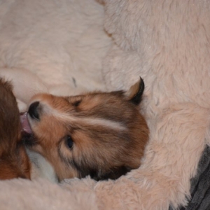 Sheltie E-Wurf - 45 von 72.jpg
