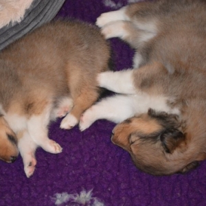 Sheltie E-Wurf - 47 von 72.jpg