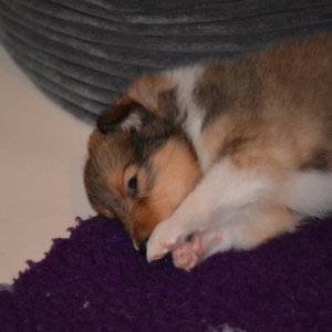 Sheltie E-Wurf - 53 von 72.jpg