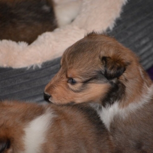 Sheltie E-Wurf - 54 von 72.jpg