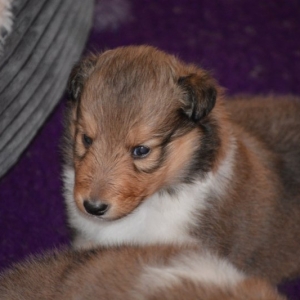 Sheltie E-Wurf - 56 von 72.jpg