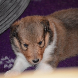 Sheltie E-Wurf - 59 von 72.jpg