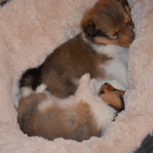 Sheltie E-Wurf - 60 von 72.jpg