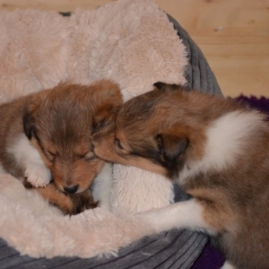Sheltie E-Wurf - 64 von 72.jpg