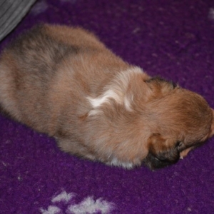 Sheltie E-Wurf - 70 von 72.jpg