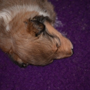 Sheltie E-Wurf - 71 von 72.jpg