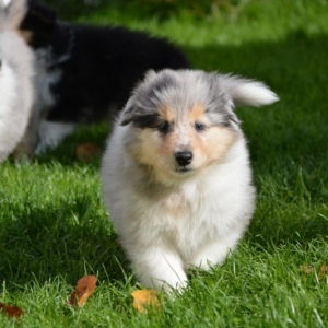 M - Wurf - 100 von 177.jpg