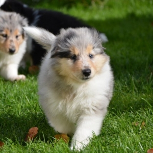 M - Wurf - 101 von 177.jpg