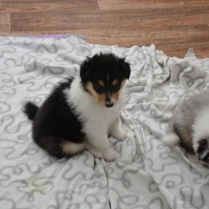 M - Wurf - 173 von 191.jpg