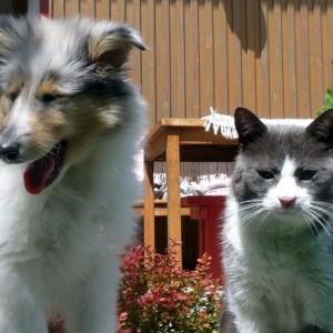 21Das soll ein Collie sein? Ich lach mich schlapp