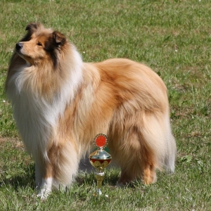 Penig 25.5.2014 Körung (13)[2]